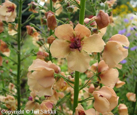 Purppuratulikukka, Verbascum phoeniceum